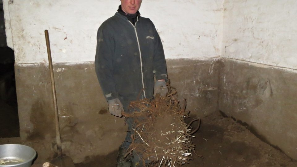 Wout vykopává kořenové trsy chmele
