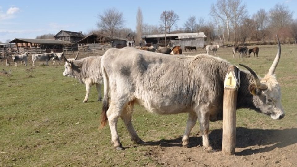 Na farmě pana Simiče chovají především původní balkánské druhy dobytka