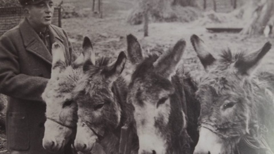 Dříve si bez oslů na Balkáně nedovedli život představit. Pomáhali především při těžké práci