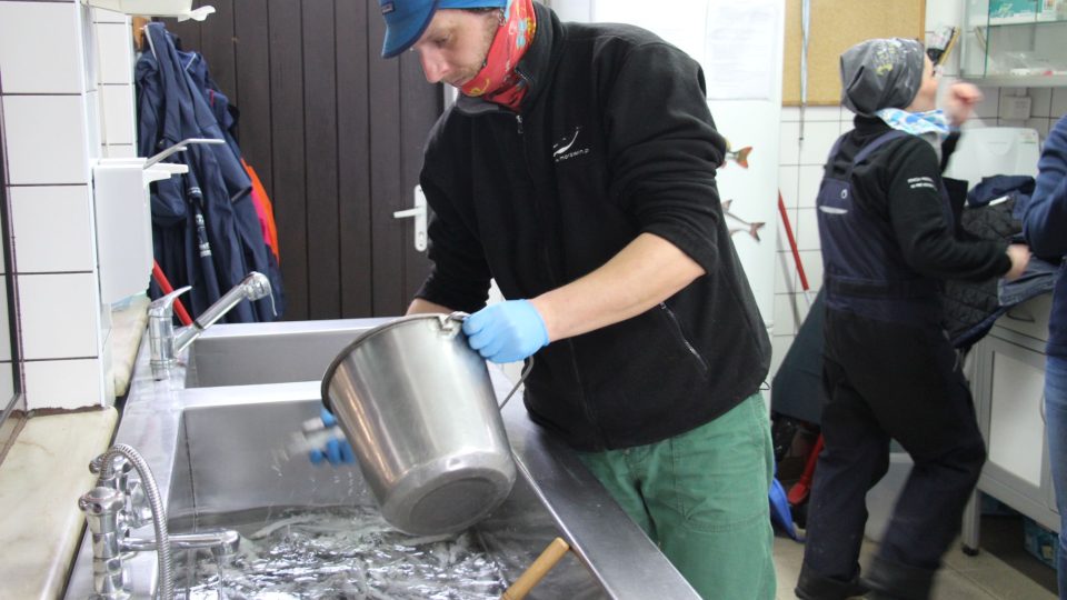 Pracovníci záchranné stanice připravují krmení pro tuleně