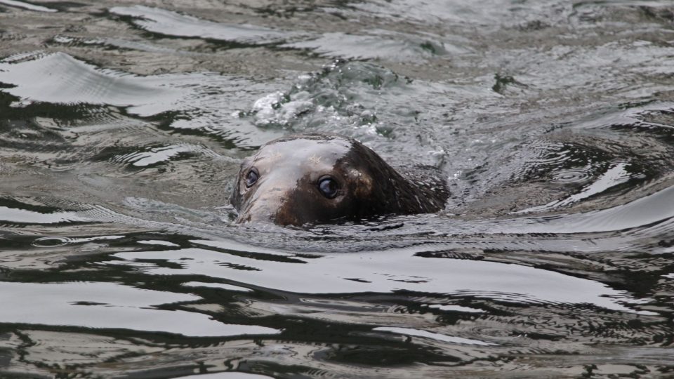 Počty tuleňů v Baltském moři v posledních dvou letech klesají. Na vině jsou rybáři i znečištěné prostředí