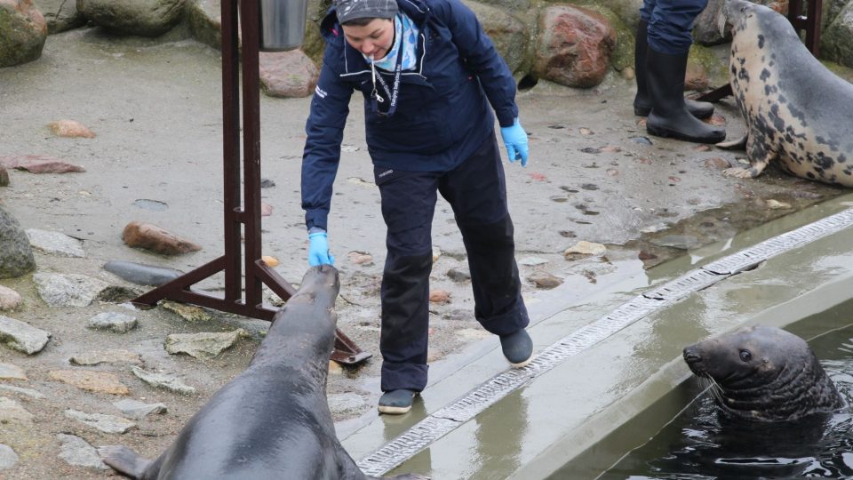 Krmení tuleního stáda před návštěvníky