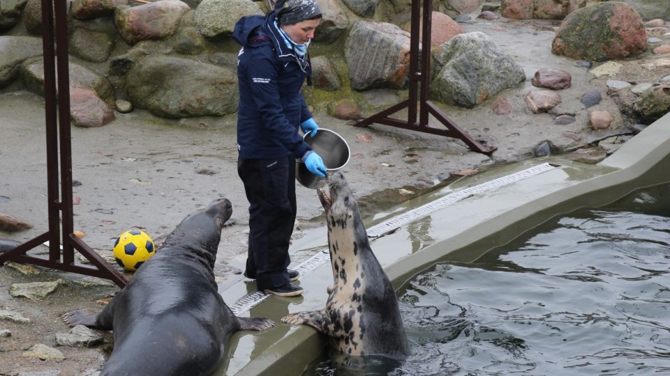 Tuleni, kteří se nemohou vrátit do volné přírody, předvádějí návštěvníkům záchranné stanice, co dokážou