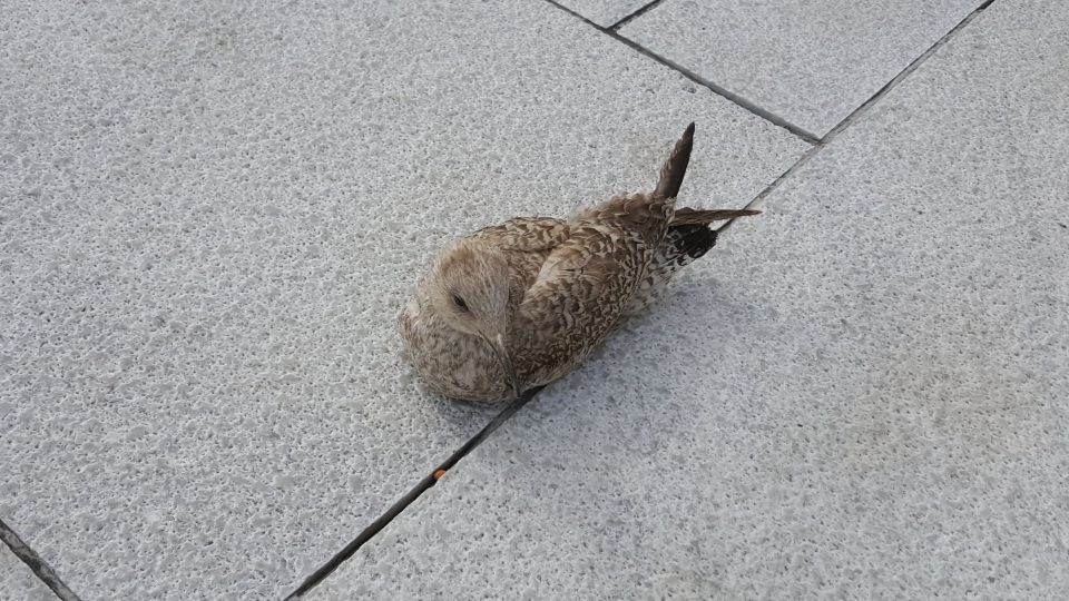 Rackové fasádě norské opery neprospívají