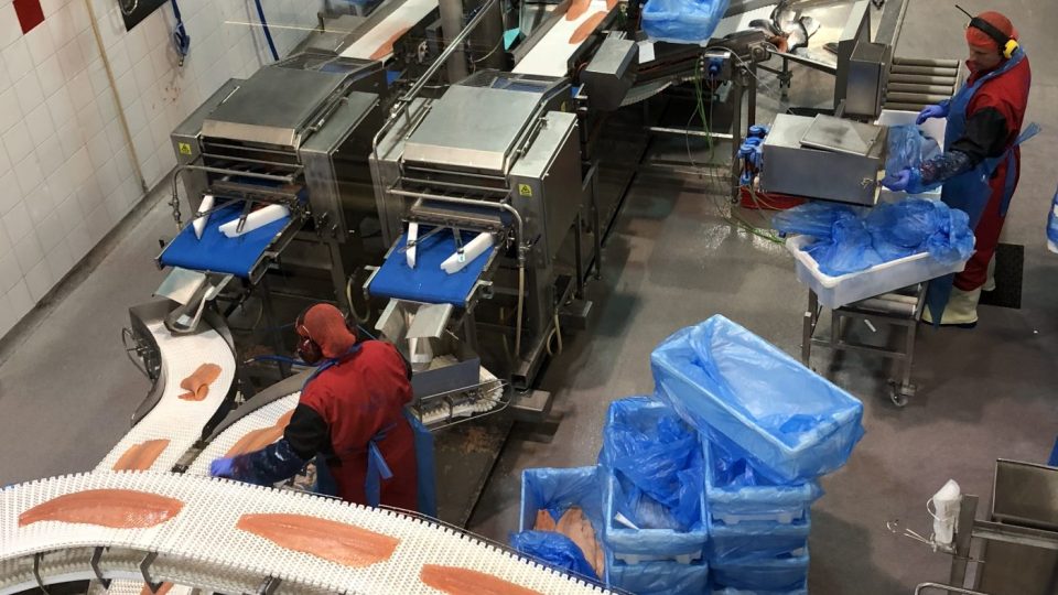 Zpracování lososích filet je do značné míry automatizované.