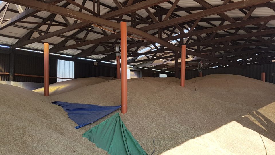 Stav úrody ve stodole má Ondřej Bačina pod kontrolou díky senzorům, které jsou ukryté pod obilím.