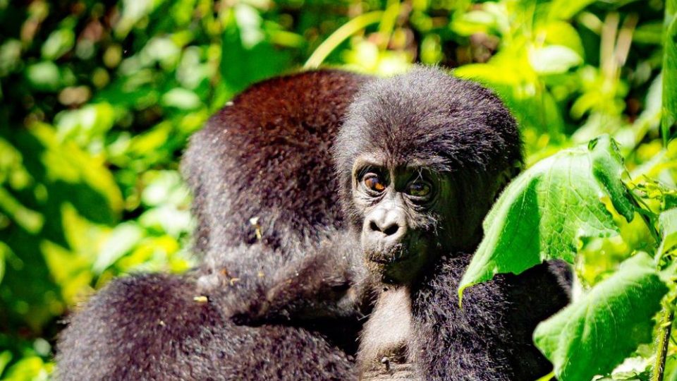 Horské gorily v deštném pralese národního parku Bwindi v Ugandě | foto: Tadeáš Šíma Horské gorily v deštném pralese národního parku Bwindi v Ugandě