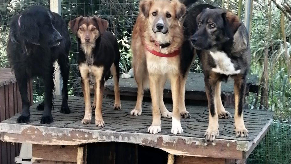 Nový domov už díky Markétě našlo na dvě stě psů