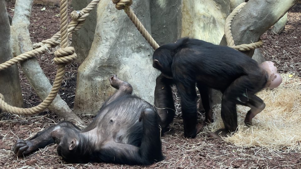 Šimpanzi v ostravské zoo