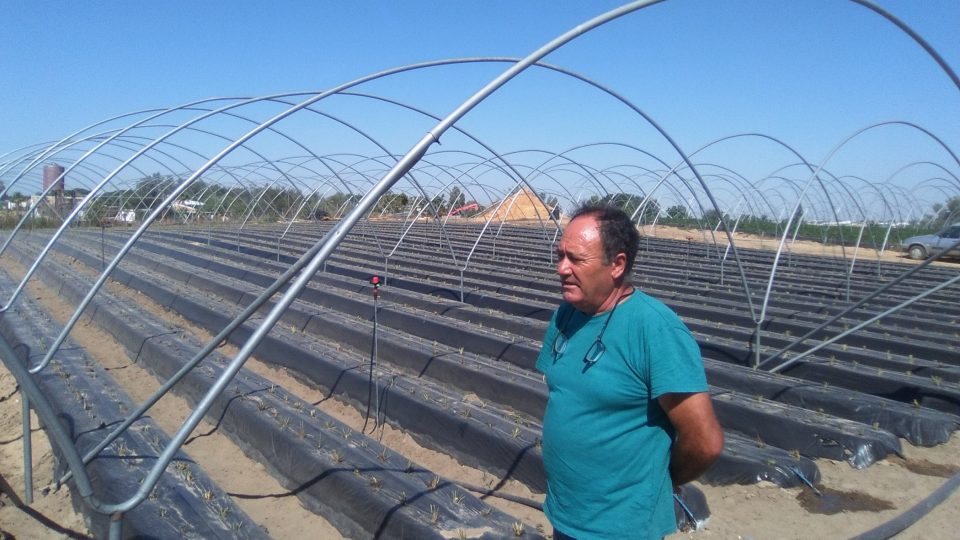 Fernandova plantáž vyprodukuje asi 150 tun jahod ročně