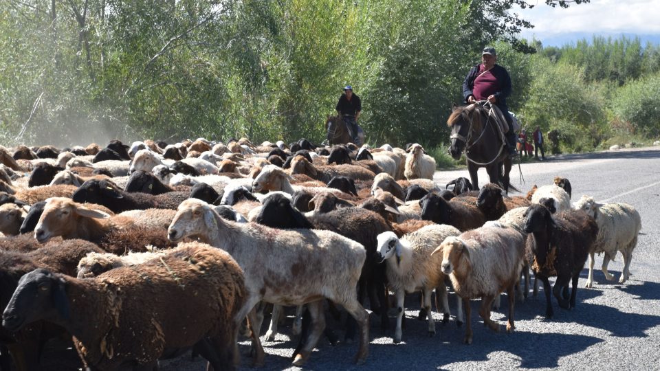 Běžné dopravní omezení na silnicích v Kyrgyzstánu- stádo ovcí