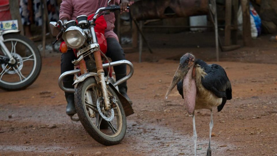 Marabu. Momentka ze života na tanzanském venkově | foto: Tadeáš Šíma Marabu. Momentka ze života na tanzanském venkově