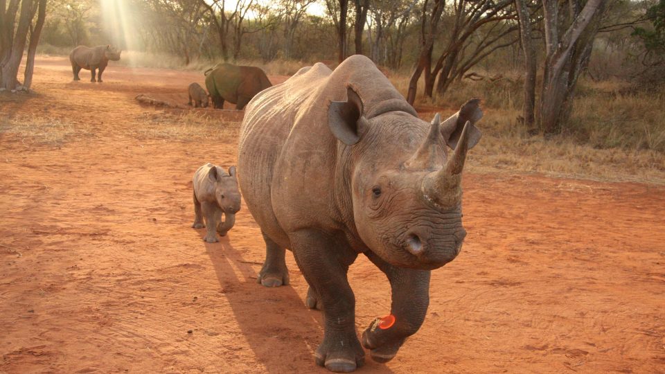 Matka a mládě nosorožce
