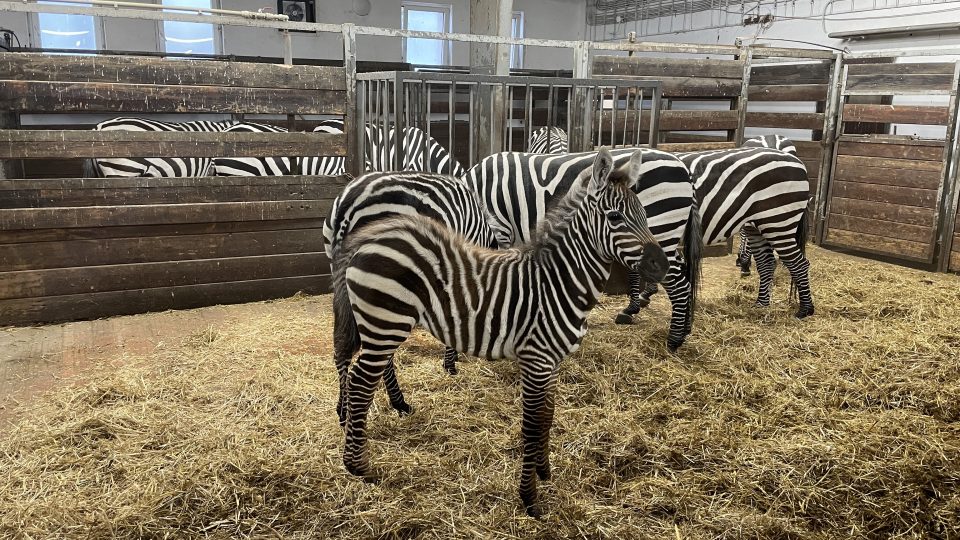 První cvičný odběr spermatu od zebry chtějí odborníci udělat do několika týdnů