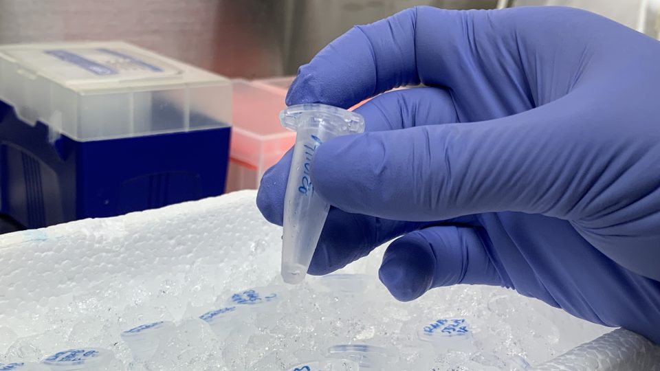 České vědkyně hledají koronavirus v odpadních vodách