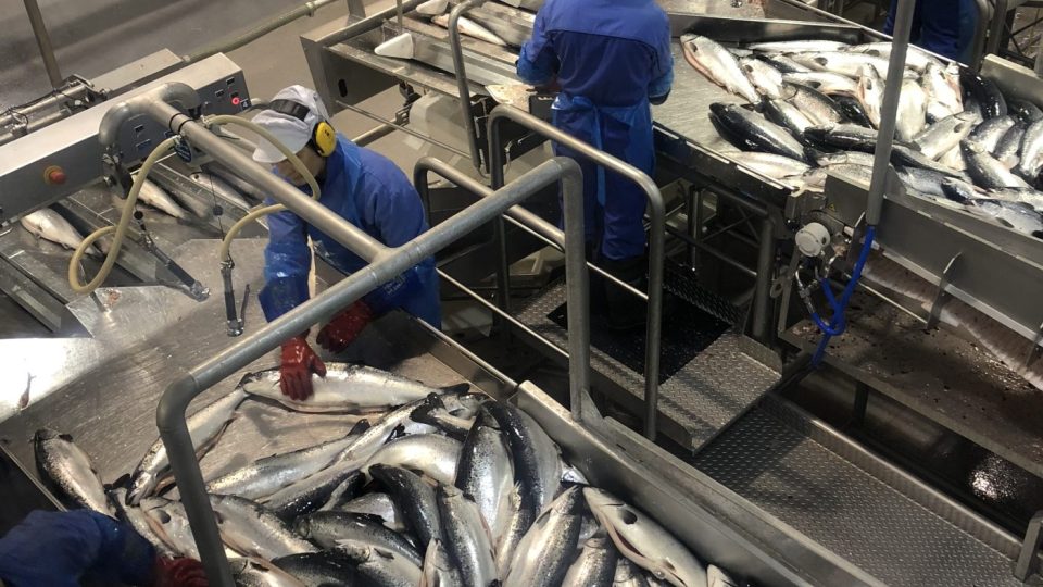 Norská firma Nordlaks ročně expeduje 42 tisíc tun lososů a pstruhů a stejně nedokáže uspokojit poptávku.