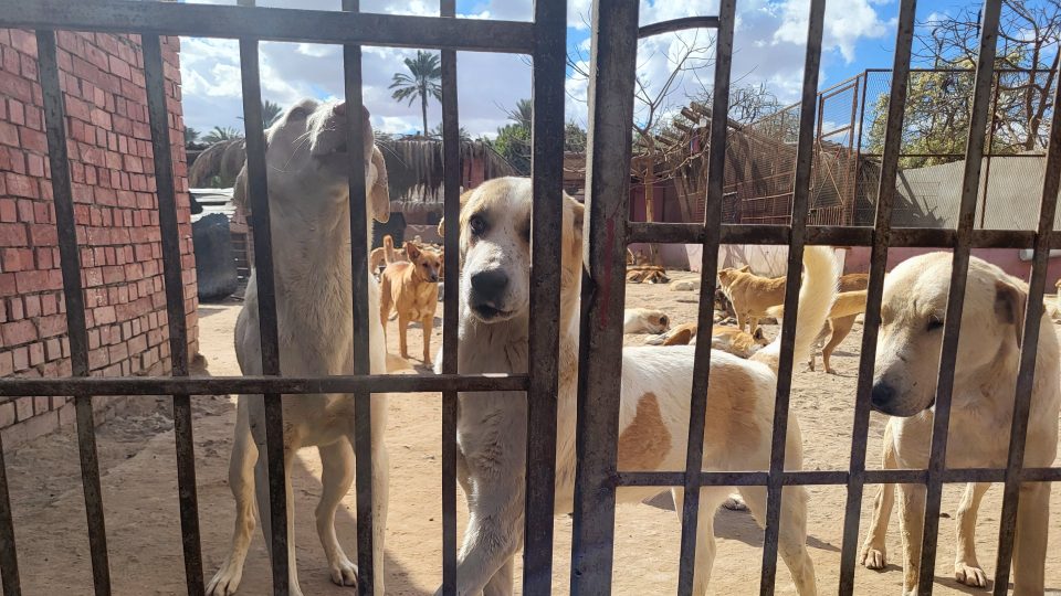Nevládní organizace Esma vyráží pravidelně na odchyty psů ke kastraci