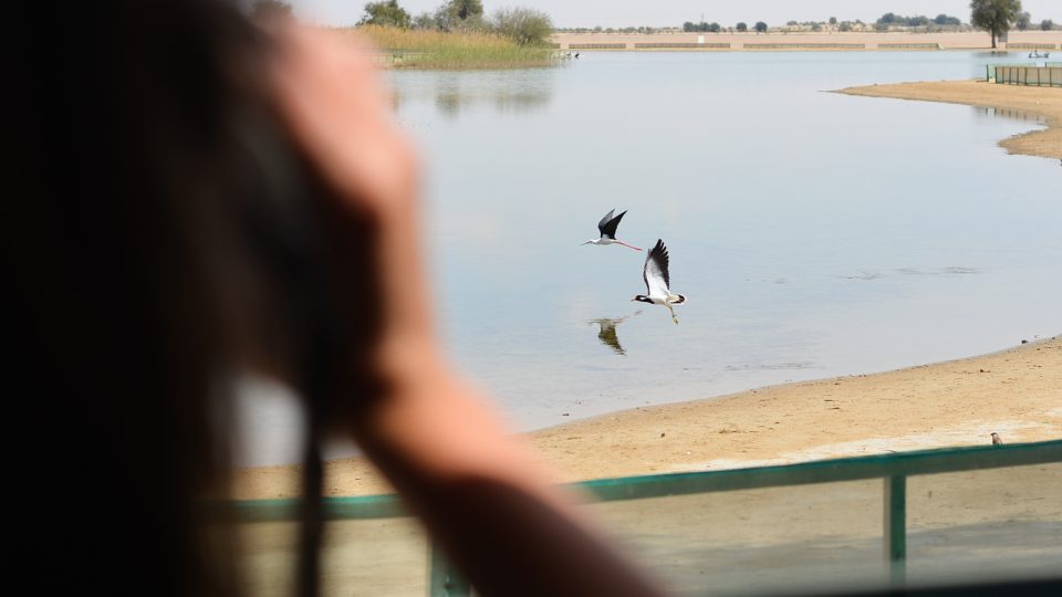 Čeští ornitologové monitorují v Arábii čejky černoprsé