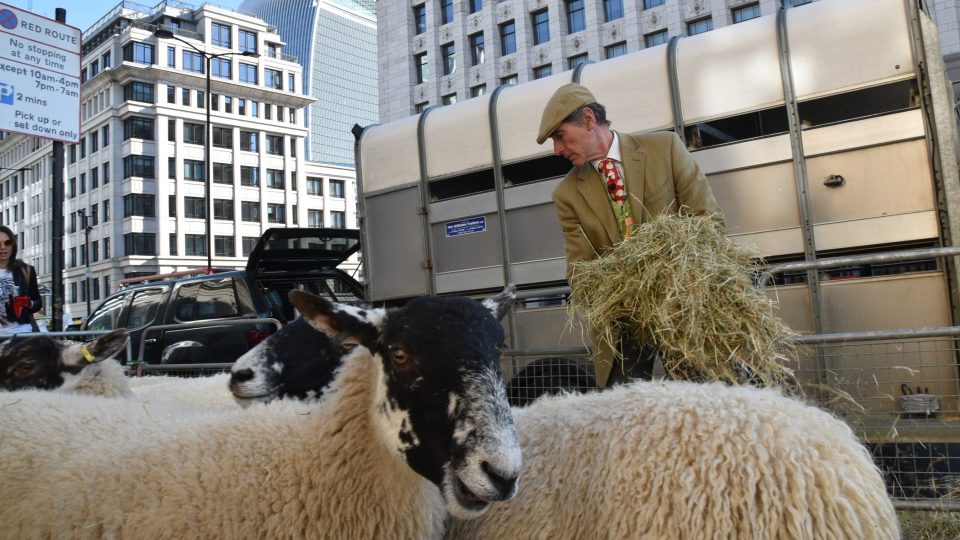 Ovce nejsou na pohyb v centru města stavěné, proto se o jejich pohodu i zdraví na místě starají veterináři.
