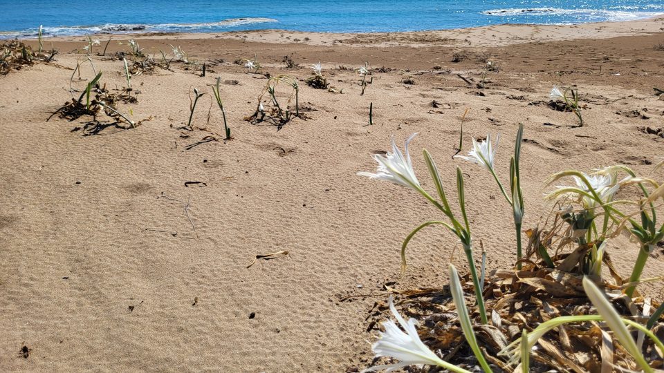 Lír přímořský neboli mořský narcis na pláži východního Kypru