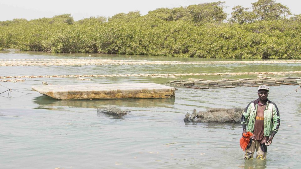 Rozlehlé tiché zátoky jsou domovem mangrovů, ale taky stále častěji ústřicových farem