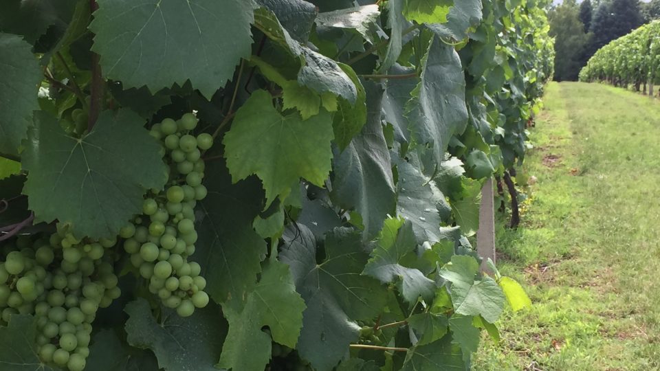 V Erdutu se daří především bílému vínu - místní odrůdě graševina, ale také červenému tramínu, rýnskému ryzlinku a chardonnay