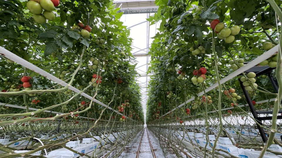 Hydroponické pěstování rajčat na farmě Ráječek u Brna