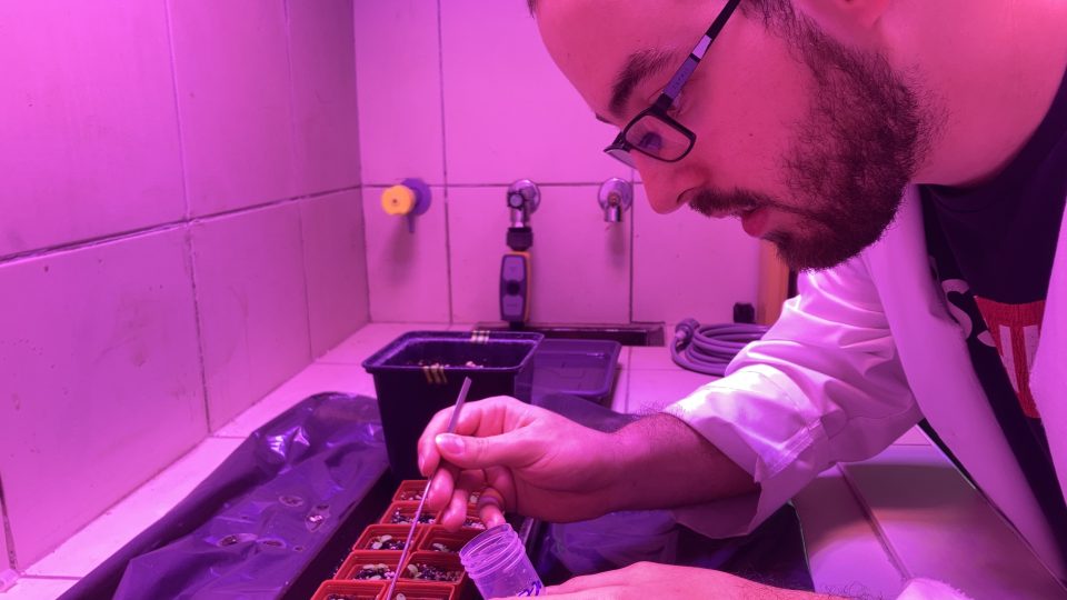 Martin Súkeník vkládá biohnojivo k rostlinám salátu