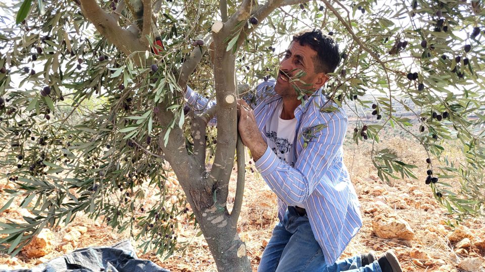 Olivovníky se musí prořezávat, jinak by přestaly plodit
