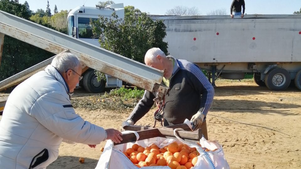 Kilo pomerančů se v Andalusii od pěstitelů vykupuje v přepočtu za korunu padesát