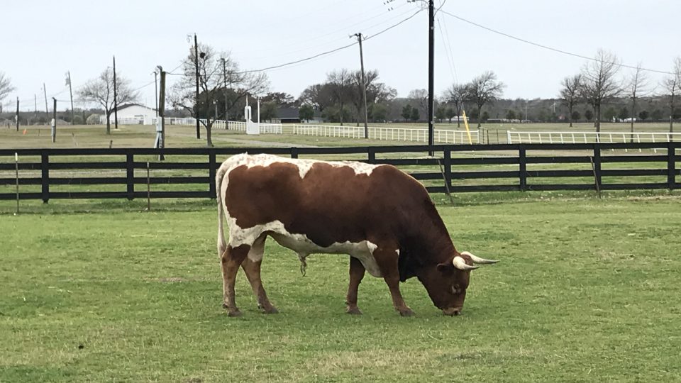 Několik krav se v ohradách pase jen pro form. Aktivní ranč už na Southforku není