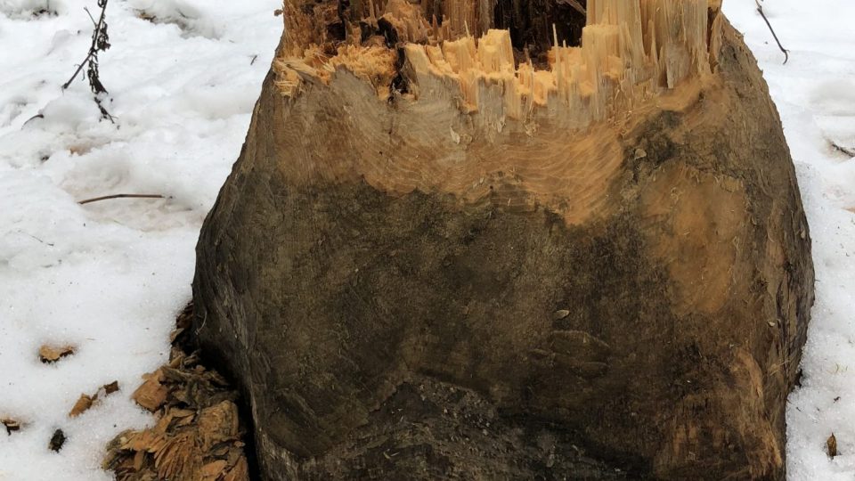 Bobr nedaleko Rozvadova nedávno takto ohlodal strom, který pak spadl