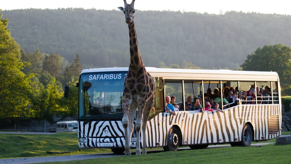Za tmy je možné navštívit safari v autobusech nebo v safari trucku zoologické zahrady