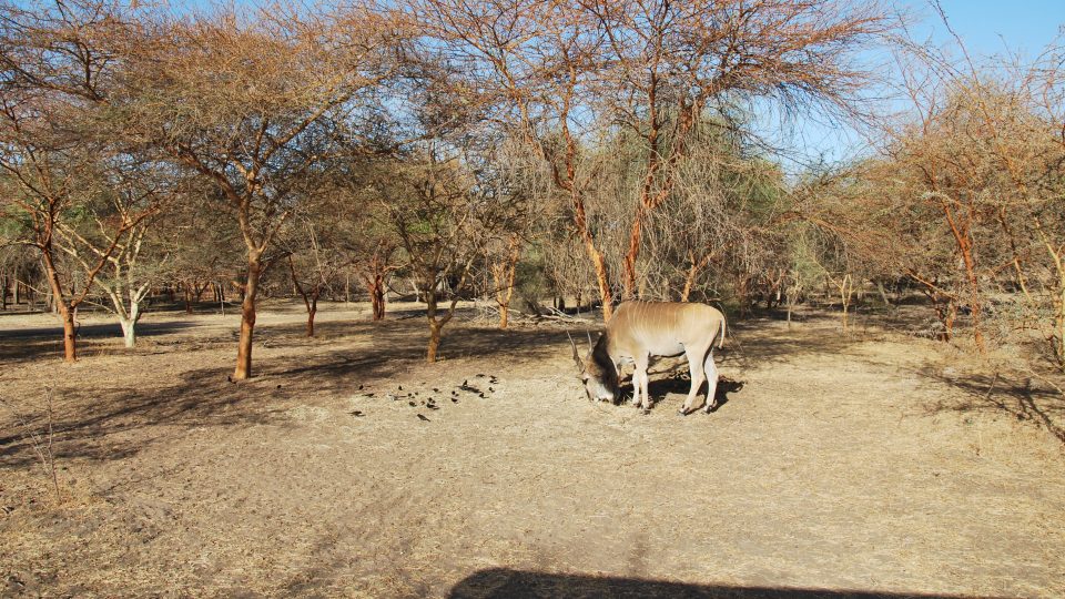 Antilopa Derbyho