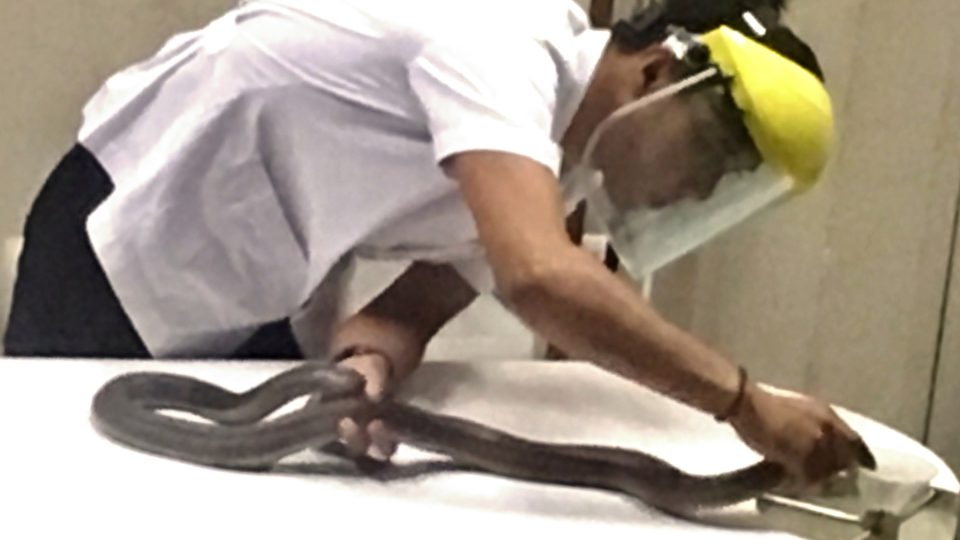 Jed, potřebný k výrobě hadího séra, odebírají pracovníci Pasteurova institutu hadům denně