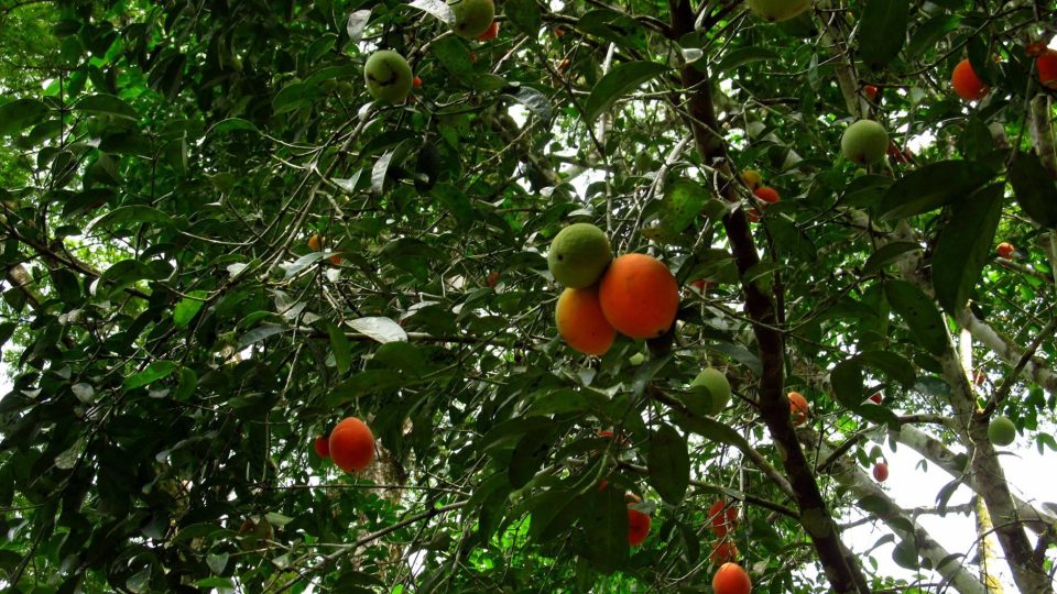 Plody stromu Garcinia kola ukrývají semena s téměř zázračnými účinky