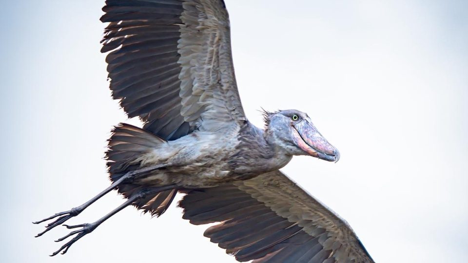 Člunozobec africký svojí fyziognomií připomíná evoluční spojení ptáků s pravěkými dinosaury | foto: Tadeáš Šíma Člunozobec africký svojí fyziognomií připomíná evoluční spojení ptáků s pravěkými dinosaury