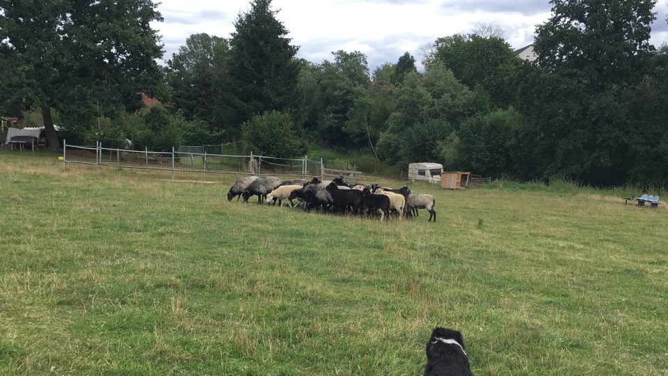 Ovčáčtí a pastevečtí psi pomáhají nejčastěji na velkých farmách