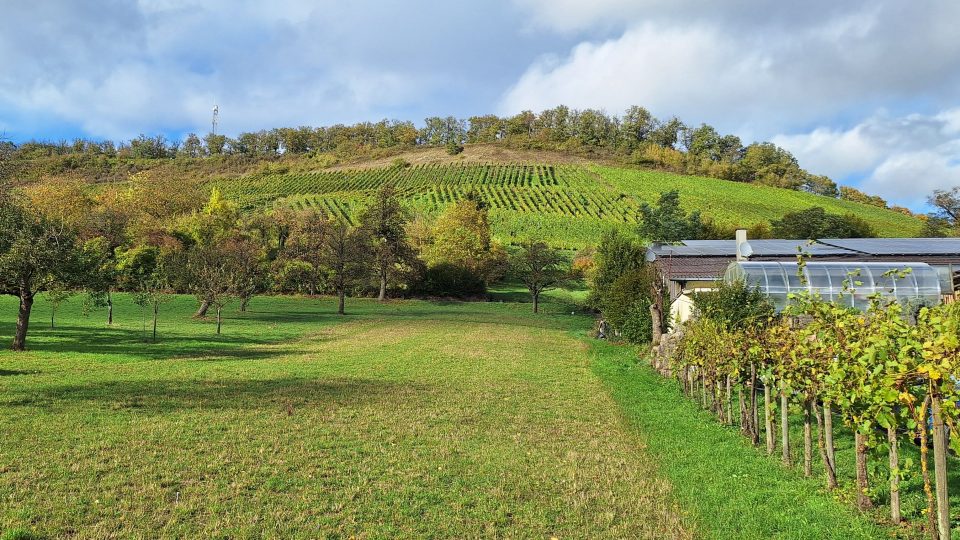 Rodinné vinařství manželů Zaißových leží v oblasti zvané Schützingenský svatý kopec