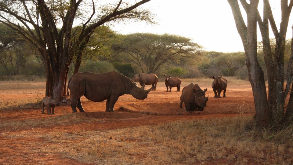 Skupina nosorožců černých