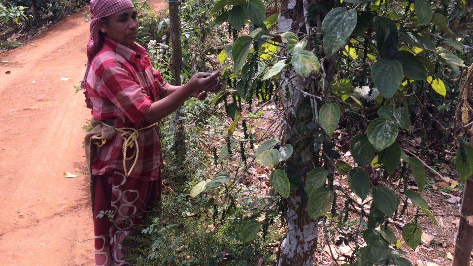 Pepř se na jihoindických plantážích sklízí ručně