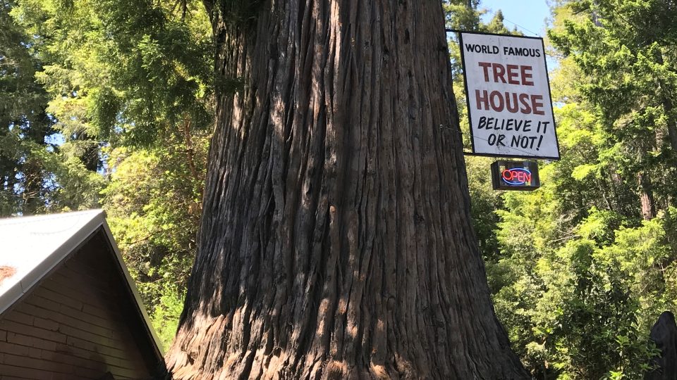 Věřte nebo ne, hledíte na stromový dům