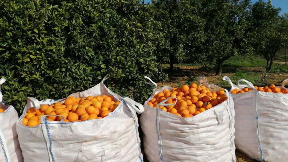 Do každého pytle se vejde bezmála 400 kilogramů pomerančů