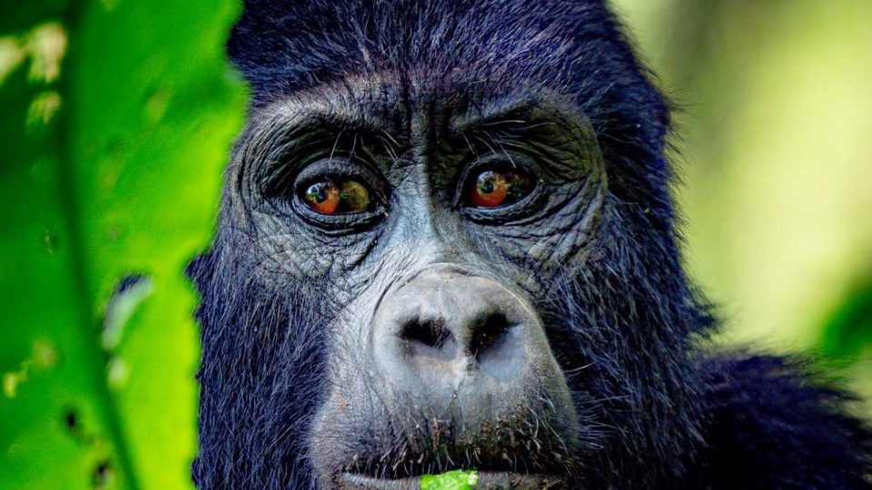 Horské gorily v deštném pralese národního parku Bwindi v Ugandě | foto: Tadeáš Šíma Horské gorily v deštném pralese národního parku Bwindi v Ugandě