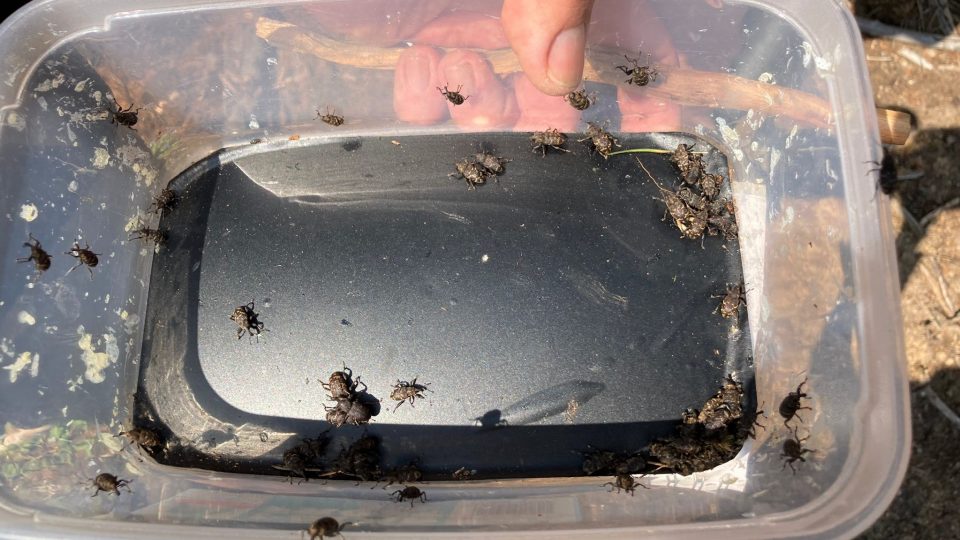 Hned několik klikorohů borových našli entomologové v nové pasti