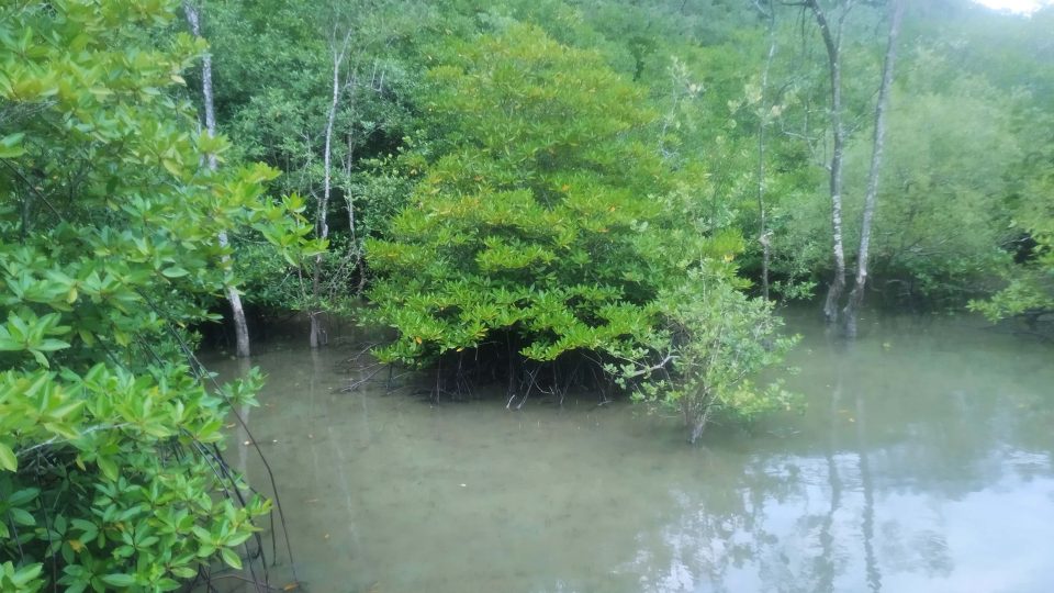 Mangrovové porosty na severním pobřeží ostrova Borneo