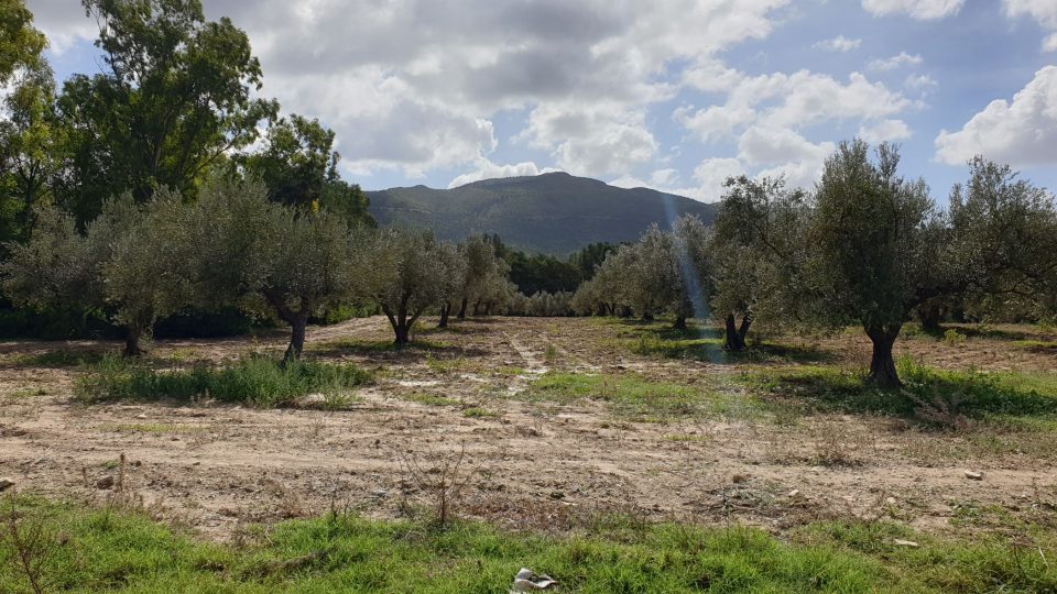 Vinařství Domaine Neferis leží v širokém údolí v krásné zelené krajině obklopené kopci a pokryté olivovými sady a vinicemi