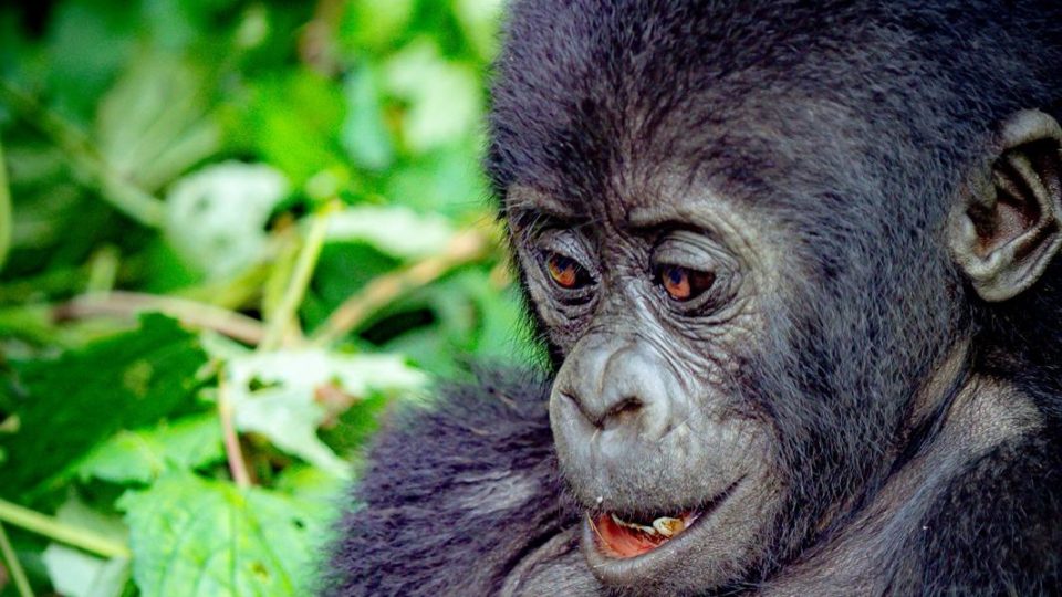 Horské gorily v deštném pralese národního parku Bwindi v Ugandě | foto: Tadeáš Šíma Horské gorily v deštném pralese národního parku Bwindi v Ugandě