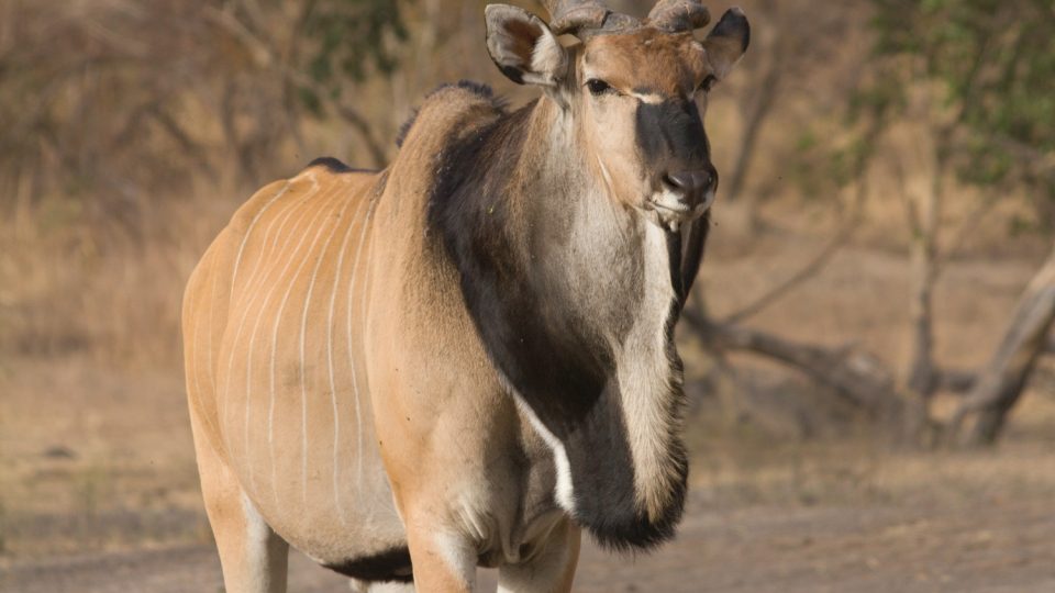 Češi pomáhají v Senegalu zachraňovat antilopu Derbyho