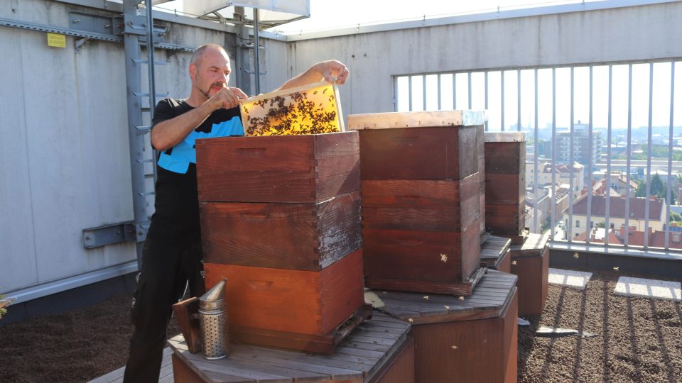 Ve městě se nachází zhruba 750 včelstev, v přepočtu na hlavu se tak slovinská metropole může směle označit za hlavní město evropského včelařství